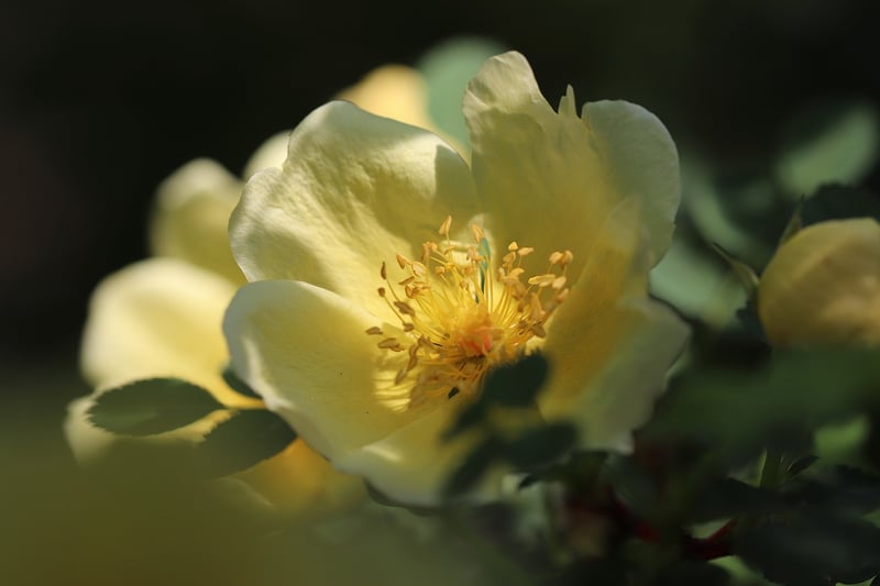 Love and Roses